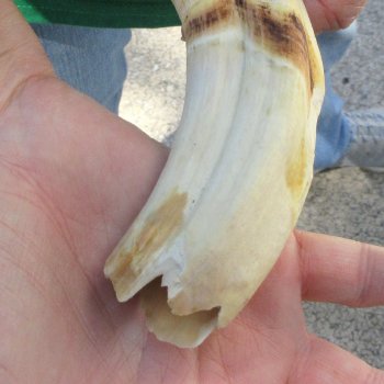 B-Grade 9" Ivory Tusk from African Warthog