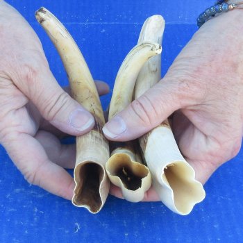 Three piece 8" Ivory Tusks from African Warthogs
