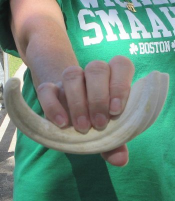 B-Grade 9" Ivory Tusk from African Warthog