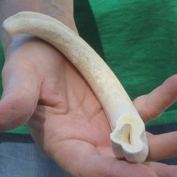 B-Grade 9" Ivory Tusk from African Warthog
