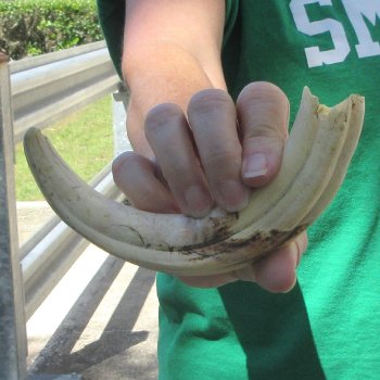 B-Grade 9" Ivory Tusk from African Warthog