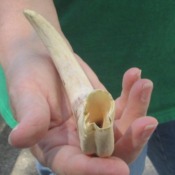 B-Grade 9" Ivory Tusk from African Warthog