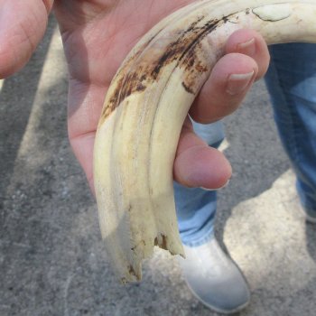 B-Grade 9" Ivory Tusk from African Warthog