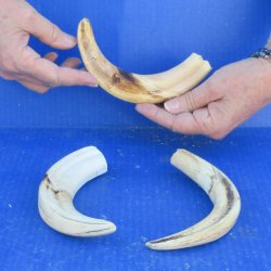 Three piece 8" Ivory Tusks from African Warthogs