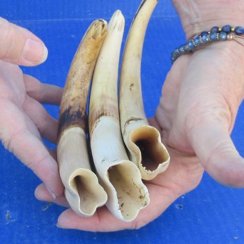 Three piece 8" Ivory Tusks from African Warthogs