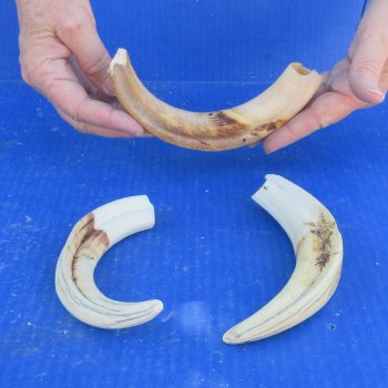 Three piece 8" Ivory Tusks from African Warthogs