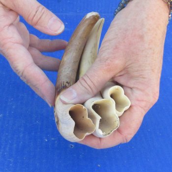 Three piece 8" Ivory Tusks from African Warthogs