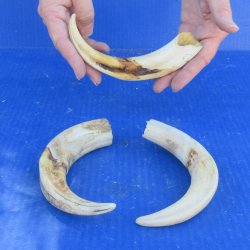 Three piece 8" Ivory Tusks from African Warthogs