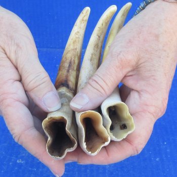 Three piece 8" Ivory Tusks from African Warthogs