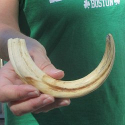 9" Ivory Tusk ...