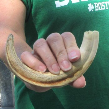 9" Ivory Tusk from African Warthog 