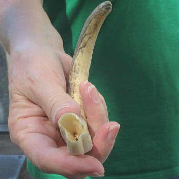 9" Ivory Tusk from African Warthog 
