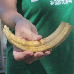9" Ivory Tusk ...