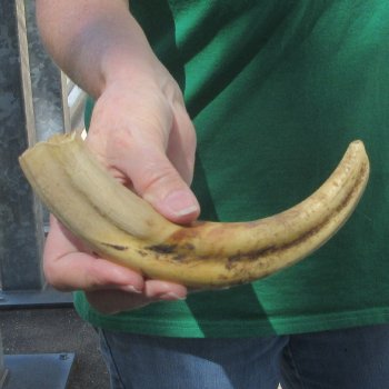 9" Ivory Tusk from African Warthog 