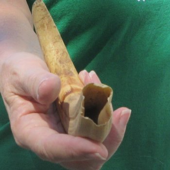 9" Ivory Tusk from African Warthog 