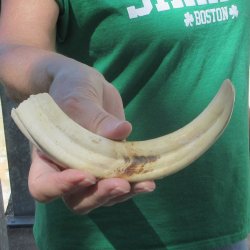 9" Ivory Tusk ...