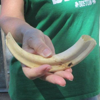 9" Ivory Tusk from African Warthog 