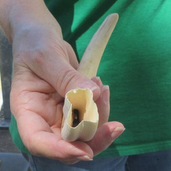 9" Ivory Tusk from African Warthog 