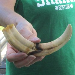 9" Ivory Tusk ...