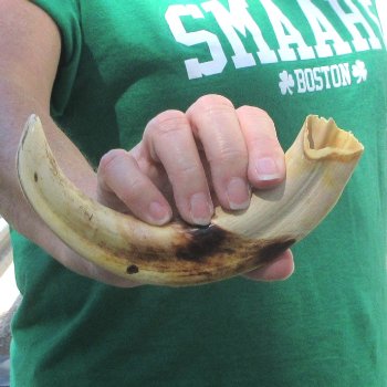 9" Ivory Tusk from African Warthog 