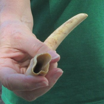 9" Ivory Tusk from African Warthog 