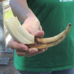 9" Ivory Tusk ...