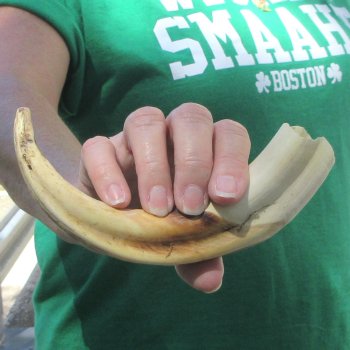 9" Ivory Tusk from African Warthog 
