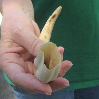 9" Ivory Tusk from African Warthog 