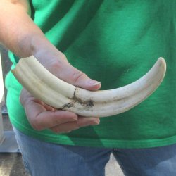 9" Ivory Tusk ...