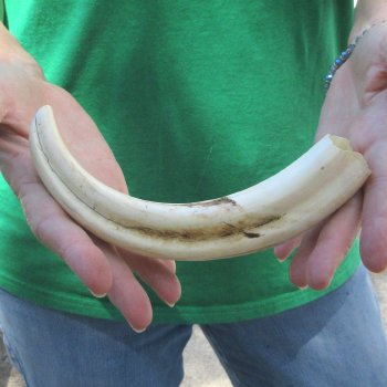9" Ivory Tusk from African Warthog 