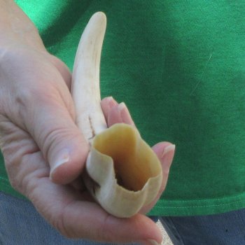 9" Ivory Tusk from African Warthog 