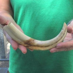9" Ivory Tusk ...