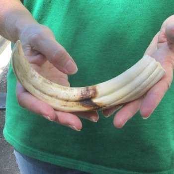 9" Ivory Tusk from African Warthog 