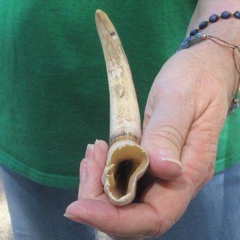 9" Ivory Tusk from African Warthog 