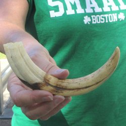 9" Ivory Tusk ...