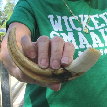 9" Ivory Tusk from African Warthog 