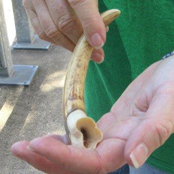 9" Ivory Tusk from African Warthog 