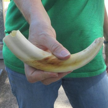 9" Ivory Tusk from African Warthog 