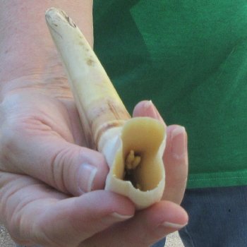 9" Ivory Tusk from African Warthog 