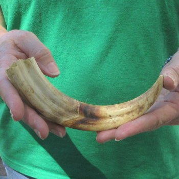9" Ivory Tusk from African Warthog 
