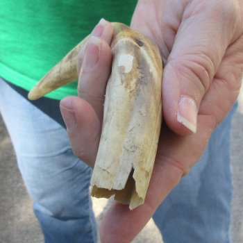 9" Ivory Tusk from African Warthog 