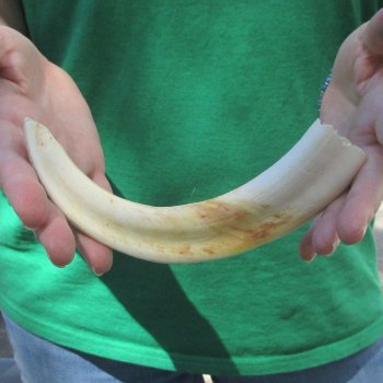 9" Ivory Tusk from African Warthog 