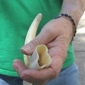 9" Ivory Tusk from African Warthog 
