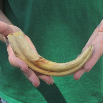 9" Ivory Tusk from African Warthog 