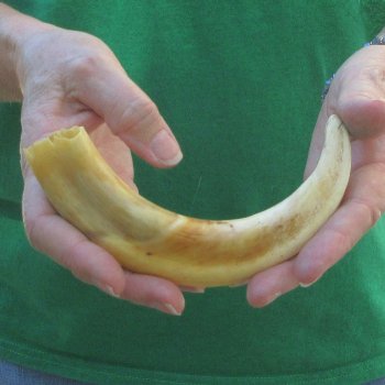 9" Ivory Tusk from African Warthog 