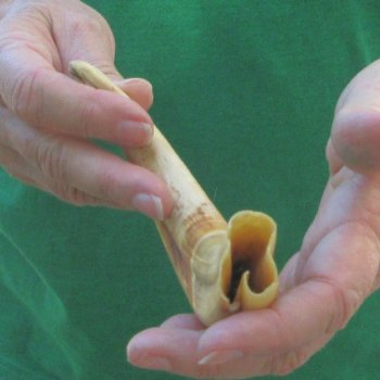 9" Ivory Tusk from African Warthog 