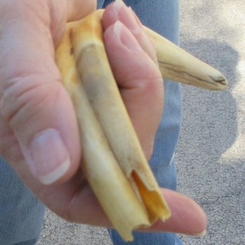 9" Ivory Tusk from African Warthog 