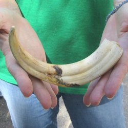9" Ivory Tusk ...
