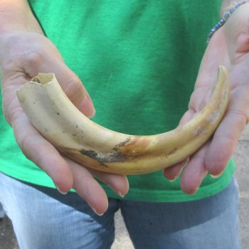 9" Ivory Tusk from African Warthog 