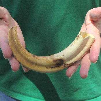9" Ivory Tusk from African Warthog 